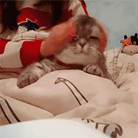 抖音 搓猫头 soogif soogif出品