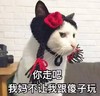 萌宠 喵星人 你走吧 我妈不让我跟傻子玩 调皮 淘气