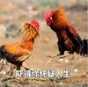 公鸡 斗鸡 吓得你怀疑人生 霸气