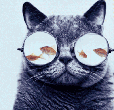 猫猫 眼里 只有鱼 吃货