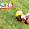 狗 卖萌 可爱 搞笑