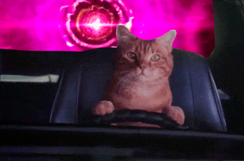 汽车 猫咪开车 速度 方向盘