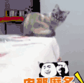 猫咪 观察 可爱 呆萌