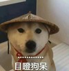 萌宠 汪星人 目瞪狗呆 惊呆了 惊讶 搞怪