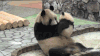 熊猫 panda