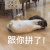 猫咪 喵星人 搞笑 打架 跟你拼了