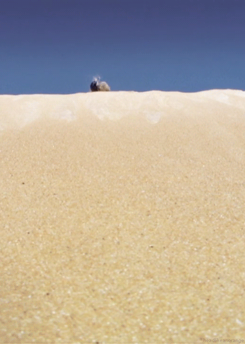 沙漠 沙子 甲虫 滚动