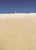 沙漠 沙子 甲虫 滚动