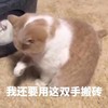 萌宠 猫星人 我还要用这双手搬砖 可怜 呆萌 可爱