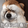 萌宠 狗 狗狗 汪星人 没眼看 拒绝