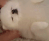 狗狗 可爱 萌萌哒 白色