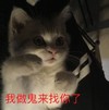 萌宠 猫星人 我做鬼来找你了 可爱 搞怪 呆萌