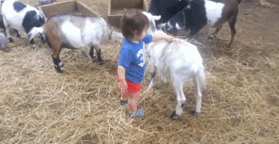 小白羊 孩子 喂草 被撞