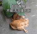 鸡笼 鸡笼警告 活活骚死 大吉兔