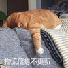 萌宠 猫星人 双十一 物流消息不更新 生无可恋 搞怪 逗