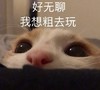 萌宠 喵星人 好无聊 我想粗去玩 呆萌 可爱