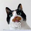 萌宠 猫咪 猫 喵星人 嘎哈 蒙圈