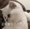 萌宠 猫星人 正眼看你 你也配 呆萌 可爱