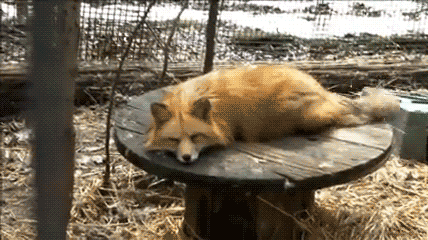 狐狸 野生的 睡觉 休息 拥抱 桌子