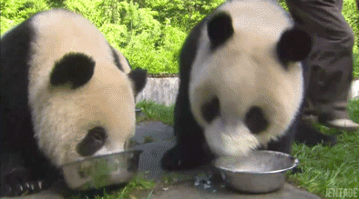 笑死我了 动物 熊猫 可爱 动物