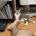 猫咪 一只脚 玩耍 可爱