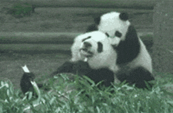 两只大熊猫 吃竹子 摔跤 别抢