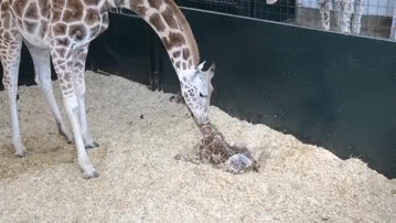 长颈鹿 新生儿 舔 温馨 giraffe