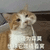 沙雕猫 猫咪 猫 可爱猫 猫表情包 猫咪表情包 小猫
