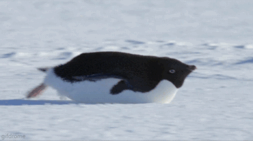企鹅 雪地 向前滑 趴着