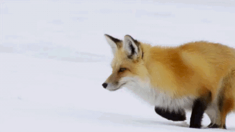 狐狸 跳跃 雪地 扎入雪地 可爱 呆萌