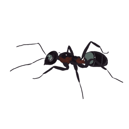 蚂蚁 爬行 黑色 触角