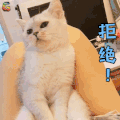 萌宠 猫 拒绝 拒绝 soogif soogif出品