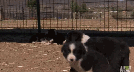 边牧 汪星人 鸡 萌 Border Collie