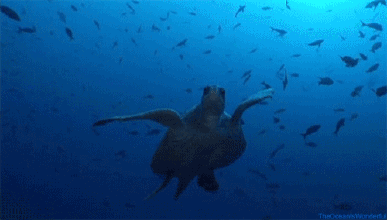 大海 海龟 游泳 蓝色 鱼群