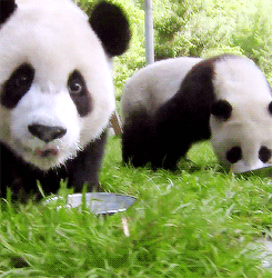 草地 熊猫 工人 行走