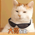 可爱 装酷 墨镜 猫咪 大哥在此