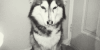 哈士奇 Siberian husky 二哈 牵宝宝的手