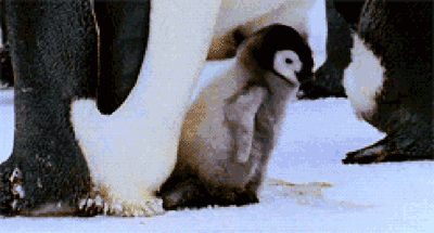 小企鹅 可爱 南极 冰天雪地 运动