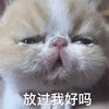放过我 猫 可怜 可爱 呆萌