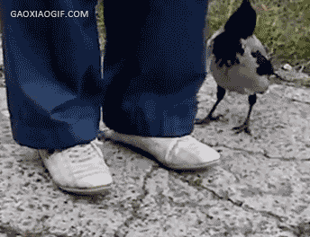 乌鸦 智商 鸟 有爱 有用 感动 解鞋带