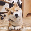 萌宠 汪星人 哦吼 你很棒棒 搞怪 逗