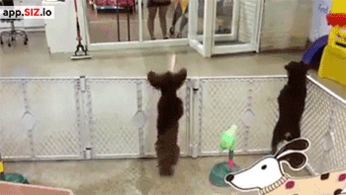 小狗 跳跃 搞笑 动物