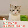 猫 萌宠 没人疼 没人爱 小白菜