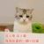 猫 萌宠 没人疼 没人爱 小白菜