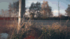 Cinemagraph 植物 天空 静美