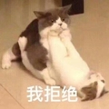 猫咪 玩耍 打架 我拒绝