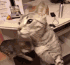 喵星人 雷人 奇葩 猫咪 萌宠 猫