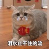 萌宠 猫星人 泪水止不住的流 伤心 难受 呆萌 搞怪