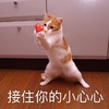 萌宠 猫星人 接住你的小心心 开心 呆萌 可爱