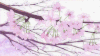 唯美意境 风景 树木 樱花